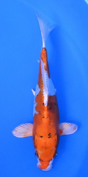 11" Yamatonishiki Female