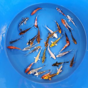 15 Mixed Variety 4-5" Koi (Free Shipping)