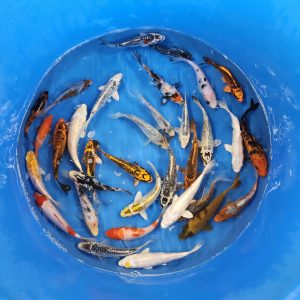 10 Mixed Variety 6-7" Koi (Free Shipping)