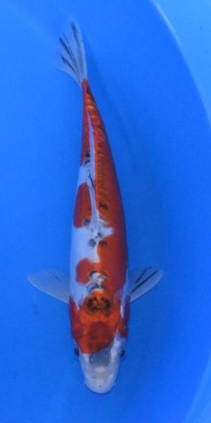 11.5" Doitsu Kujaku Male