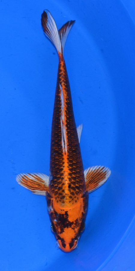 13" Kujaku Male