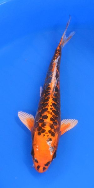10.5" Doitsu Kujaku Female