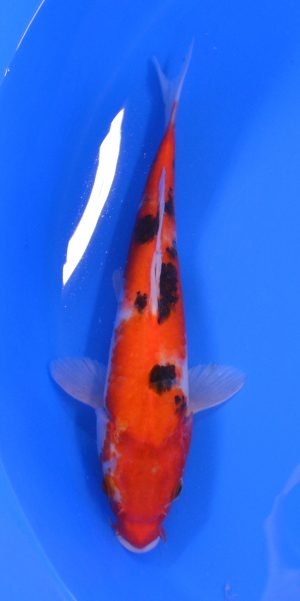 11" Sanke Female
