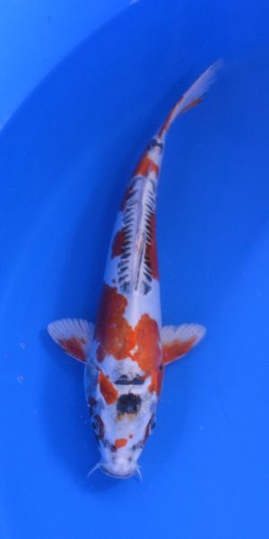 10.5" Beni Kikokuryu Male