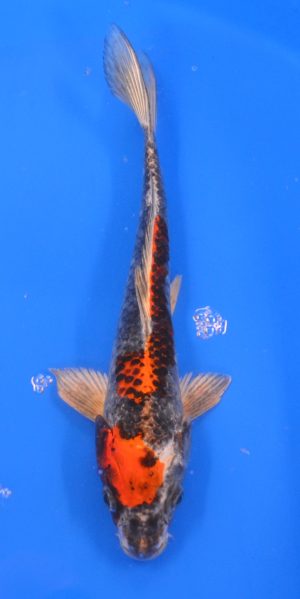 11.5" Kujaku Male