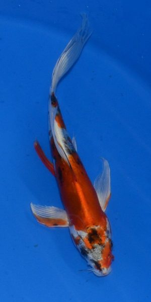 10" Yamatonishiki Male Longfin