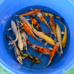 5 Select Mixed 10-11" Koi (Free Shipping)