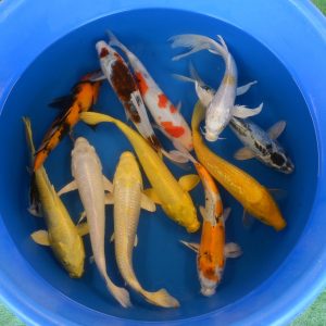 5 Select Mixed 12-13" Koi (Free Shipping)