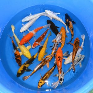 10 Select Mixed 8-9" Koi (Free Shipping)