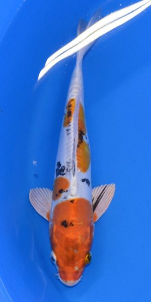 12" Yamatonishiki Male