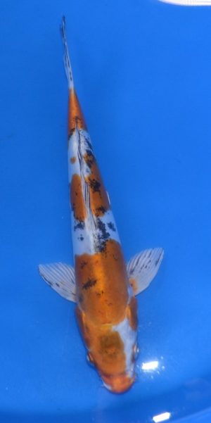 11" Yamatonishiki Male