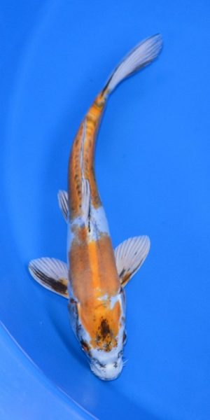 11.5" Kin Kikokuryu Male