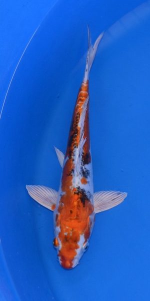 11" Yamatonishiki Male