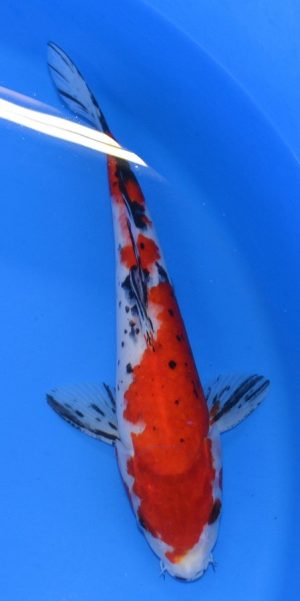 11" Sanke Male