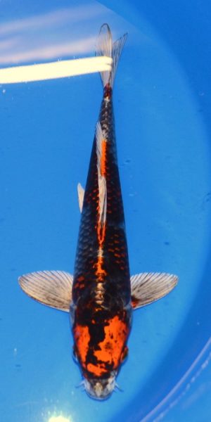 12" Kujaku Male