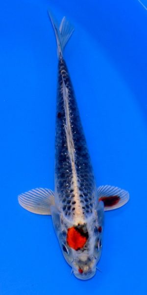 10.5" Tancho Kujaku Male