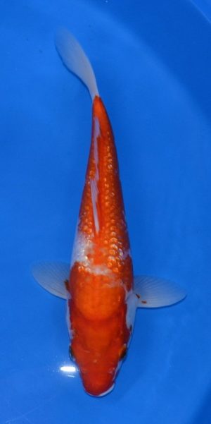 11.5" Ginrin Kohaku Female