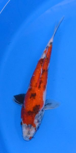 10.5" Showa Female