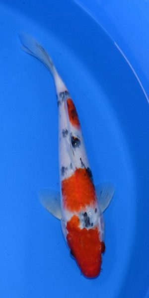 11" Sanke Male