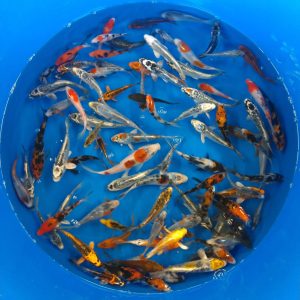 20 Select Mixed 4-5" Koi (Free Shipping)