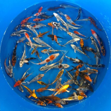 20 Select Mixed 4-5" Koi (Free Shipping)
