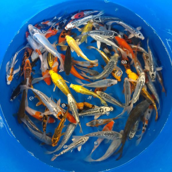 15 Select Mixed 6-8″ Koi (Shipping Included) $270.00