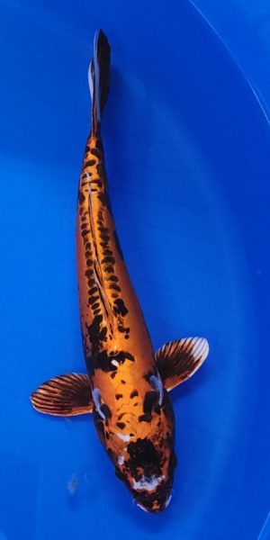 12" Beni Kikokuryu Female