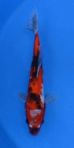 11.5" Showa Male