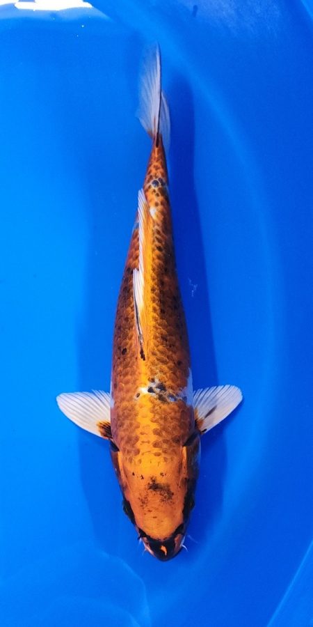 11" Kujaku Female