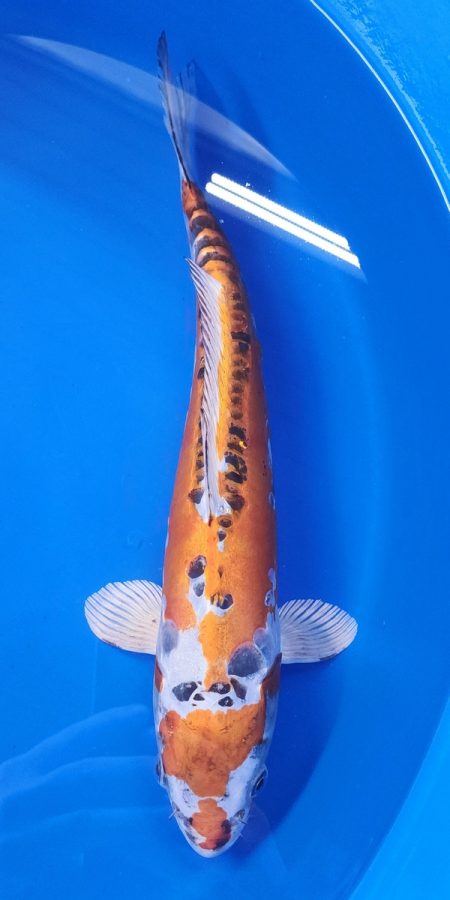 14.5" Doitsu Kujaku Female