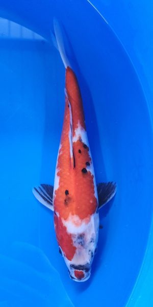 13" Showa Female