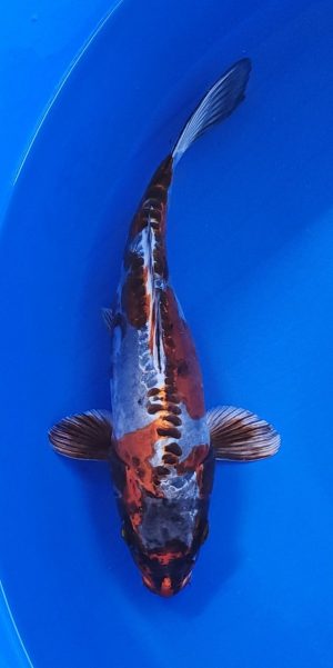 12" Copper Kikokuryu Female
