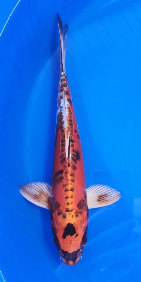 12" Beni Kikokuryu Male