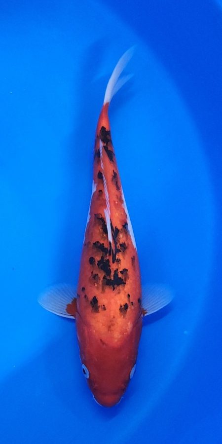 12" Sanke Female