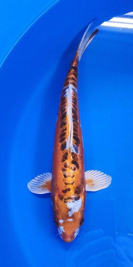 13" Beni Kikokuryu Male