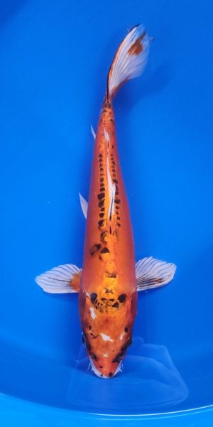 13" Beni Kikokuryu Female