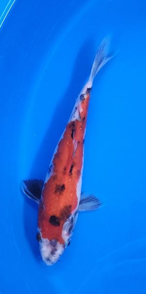 10.5" Showa Female