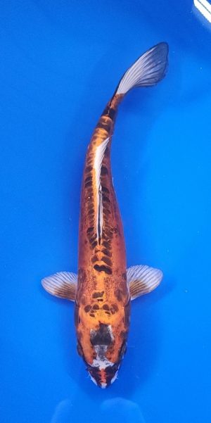 12" Beni Kikokuryu Female