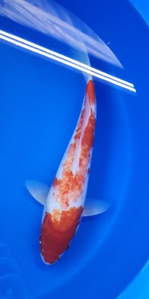 14" Kohaku Male