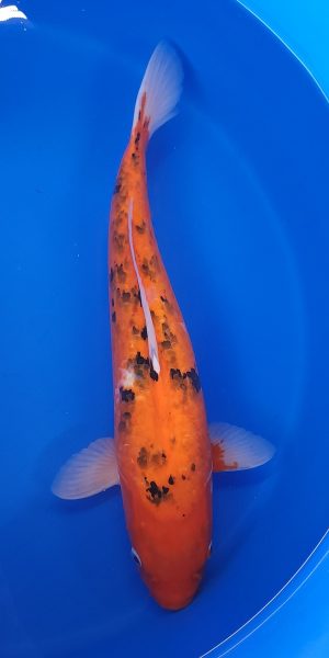 17.5" Sanke Female