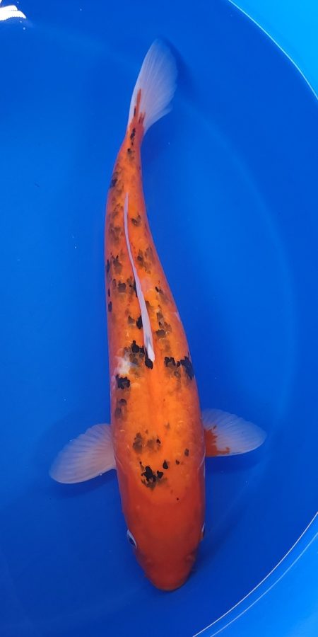 17.5" Sanke Female