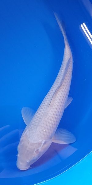 14.5" Soragoi Female