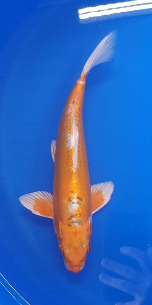 12.5" Kikosui Male