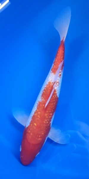 12" Ginrin Kohaku Male