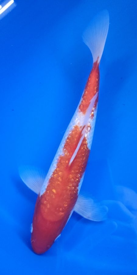 12" Ginrin Kohaku Male