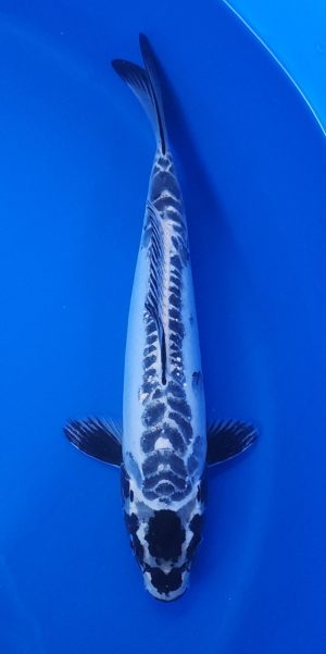 11.5" Kikokuryu Male