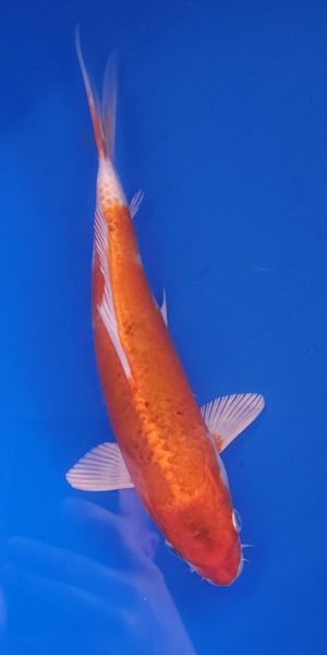 11" Hariwaki Female