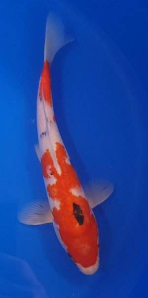 13" Sanke Male