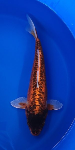 16" Beni Kikokuryu Female