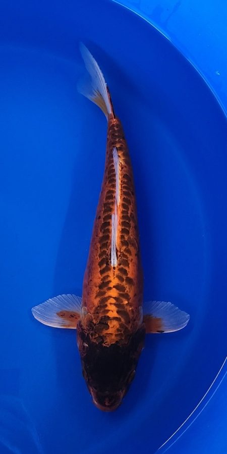 16" Beni Kikokuryu Female